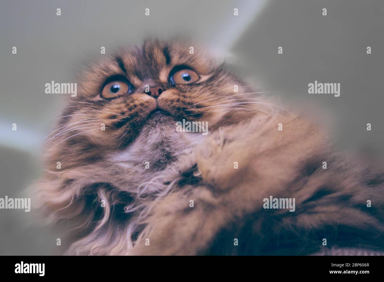 Concetto di amore per animali domestici. Muffle gattino marrone con capelli lunghi Foto Stock