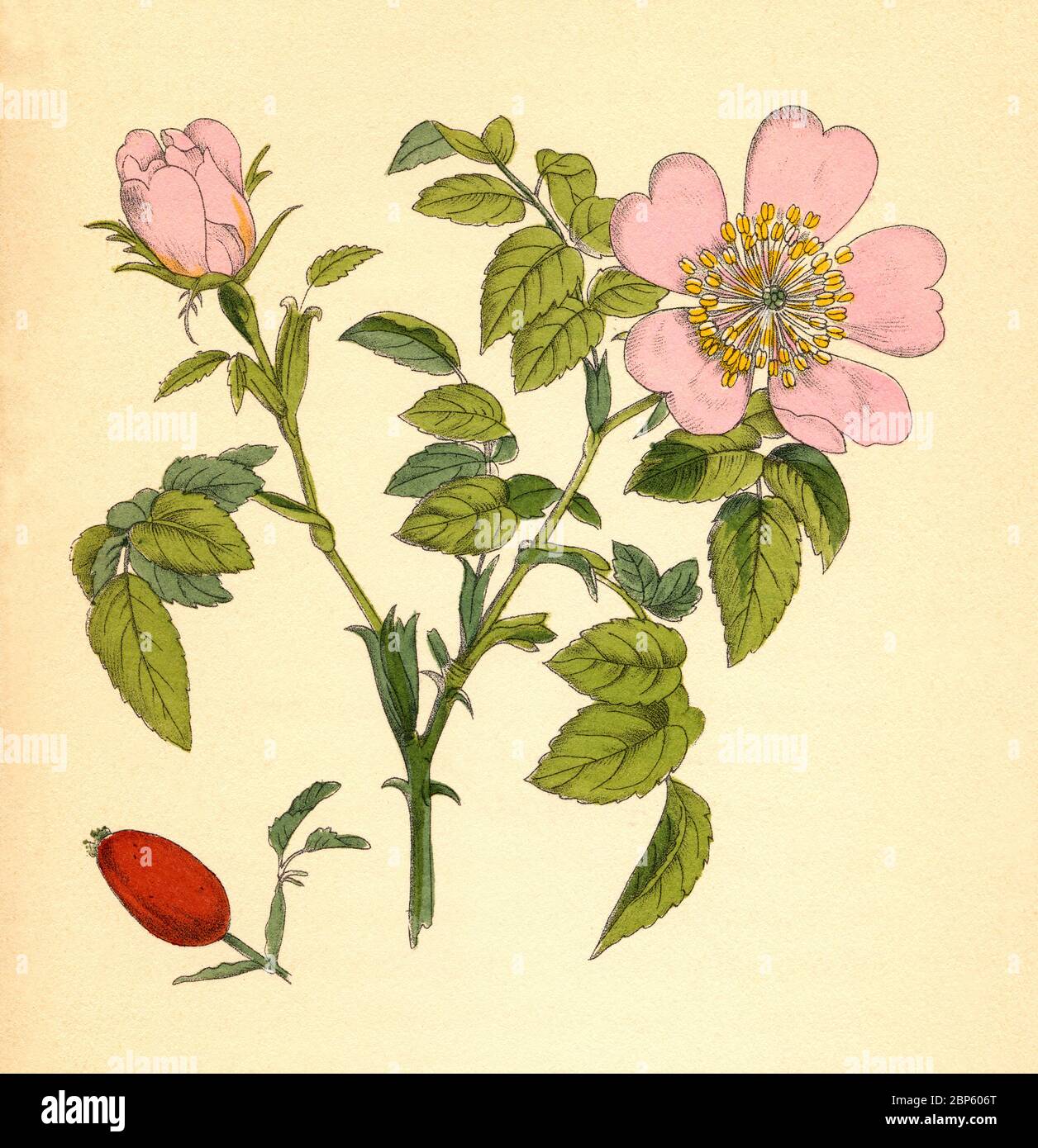 Pianta medicinale, Rosa canina, comunemente conosciuta come la rosa del cane, anca / Heilpflanze Hunds-Rose, Rosa canina, Hundsrose, Hagrose, Heckenrose, Heiderose, Hagebutte, Historisch, storico, digitale riproduzione migliorata di un originale del 19 ° secolo / digitale Reduction einer Originalvorlage aus 19. Jahrhundert Foto Stock