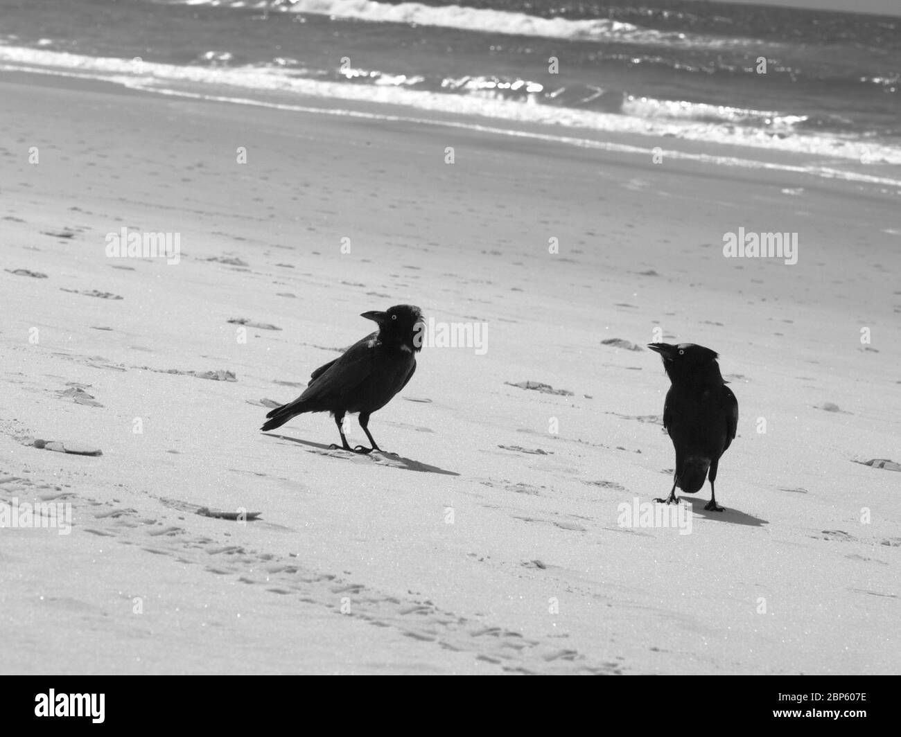 I Ravens australiani parlano intenso sulla spiaggia Foto Stock