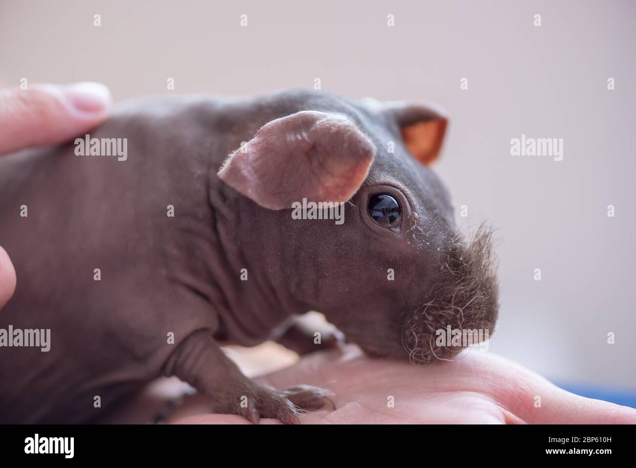 Criceto - animale adorabile. Concetto di connessione con la natura Foto Stock