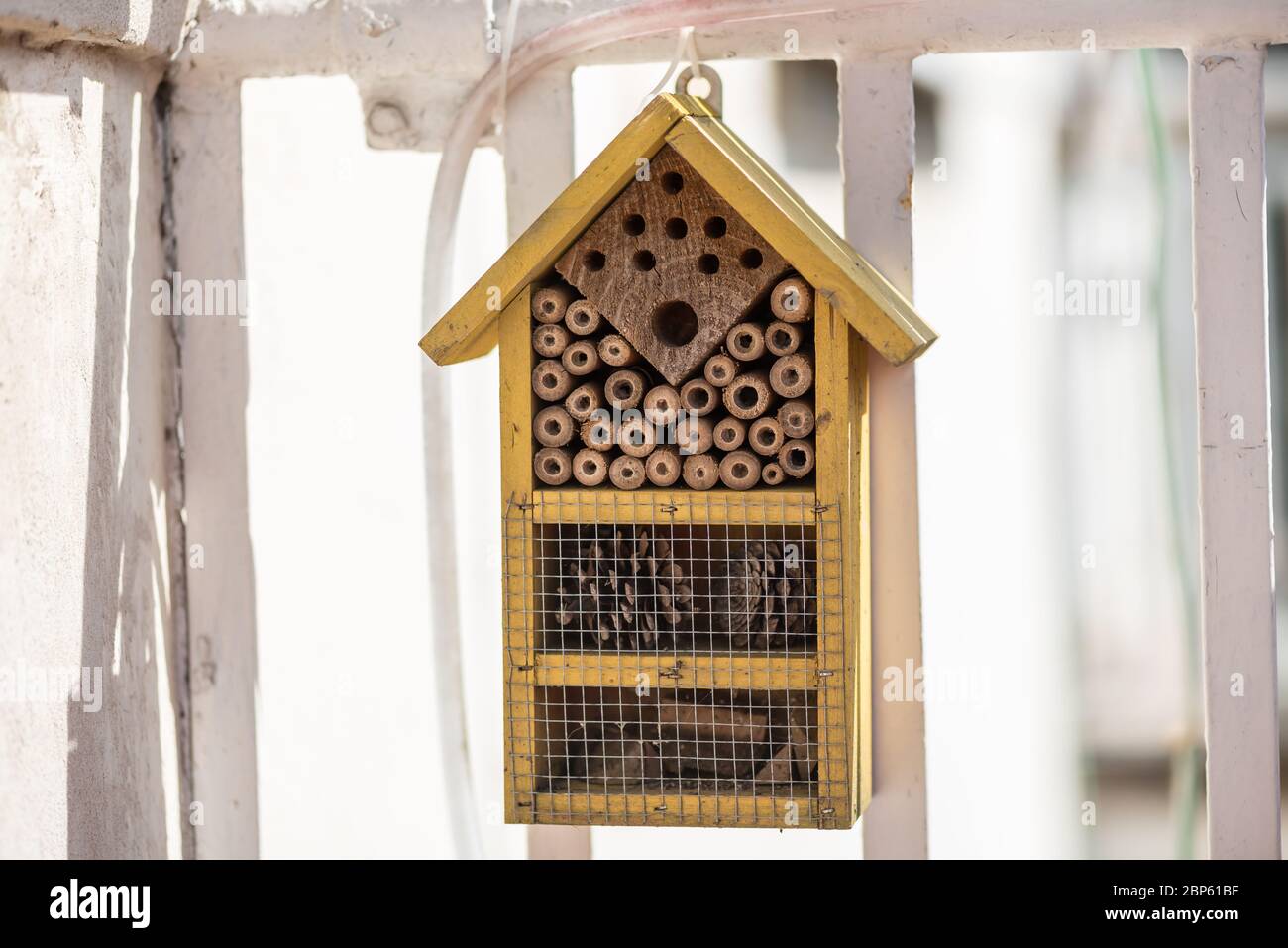 Donna apicoltore, sorriso e sicurezza in fattoria con tuta da apicoltura,  visione o felice in estate tempo di raccolta. Ape esperto, dpi vestiti o  felicità in eco Foto stock - Alamy