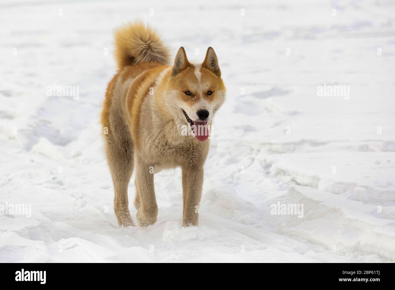 Zenzero Yakut caccia Husky (laika) su chiocciatura di neve bianca Foto Stock