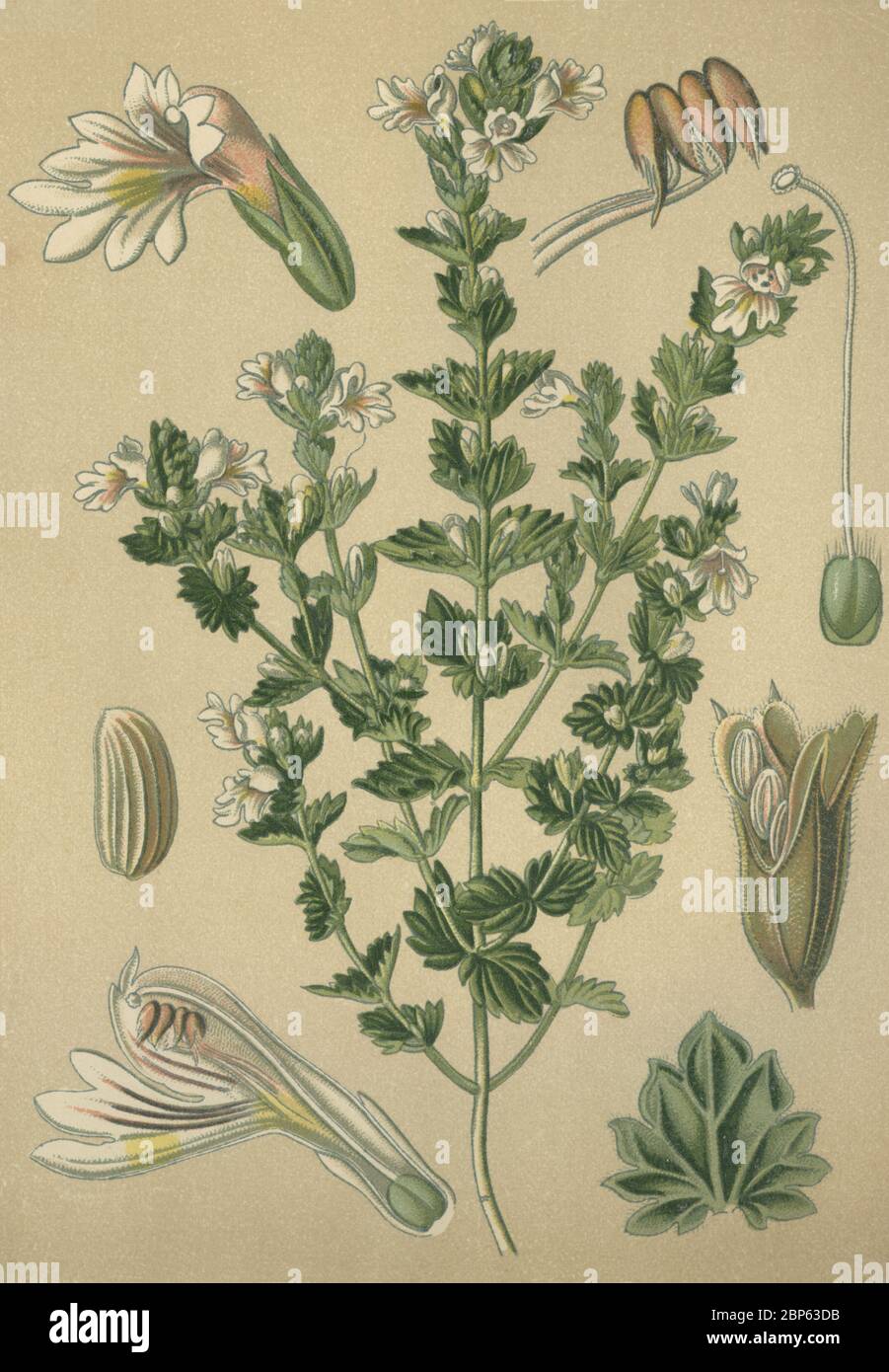 Piante medicinali eyebright, Eufrasia, Eufrasia, Eufrasia officinalis / Heilpflanze Augentrost, Eufrasia officinalis, Historisch, storico, digitale riproduzione migliorata di un originale del 19 ° secolo / digitale Reproduktion einer Originalvollage aus dem 19. Jahrhundert Foto Stock