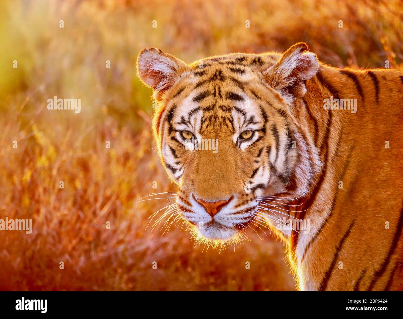 Un ritratto ravvicinato di una bella tigre maschile selvaggia (Panthera tigris), con retroilluminazione dorata al tramonto. Foto Stock
