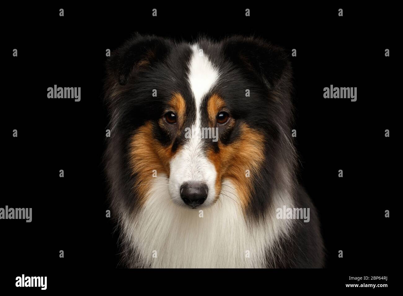 Ritratto di Shetland Sheepdog che guarda su uno sfondo nero isolato Foto Stock