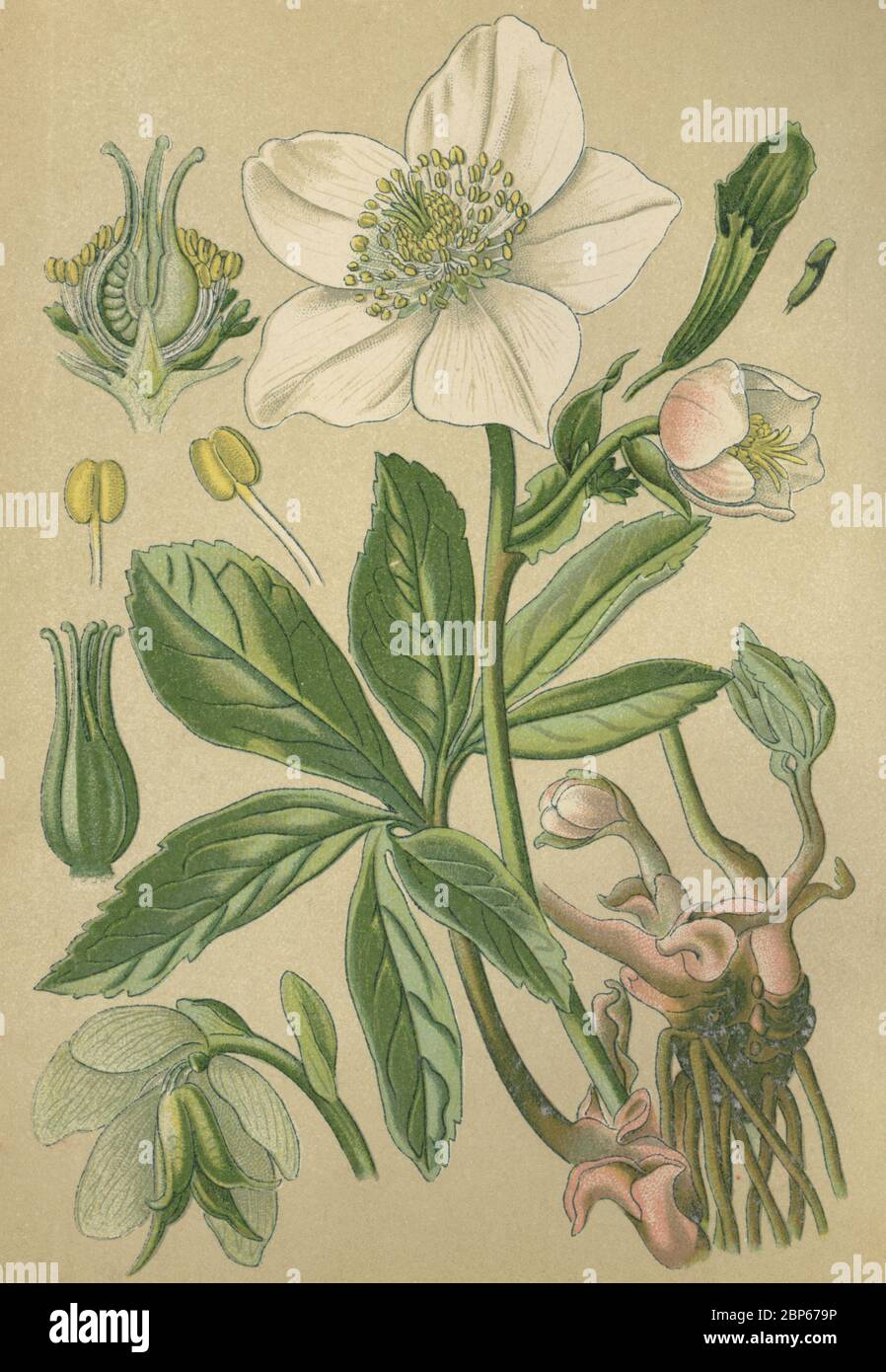 Pianta medicinale Ellebore nero, Christams rosa, Helleborus niger / Heilpflanze Christrose, schwarze Nieswurz, Helleborus niger, Historisch, storico, digitale riproduzione migliorata di un originale del 19 ° secolo / digitale Reproduktion einer Originalvollage aus dem 19. Jahrhundert Foto Stock