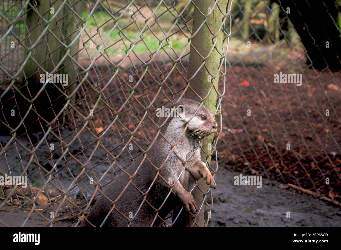 Un'Otter asiatico a corto-clawed (Aonyx cinereus) in cattività, che raggiunge attraverso le sbarre del suo recinto con la sua testa e zampe sussurrate, anelante per f Foto Stock