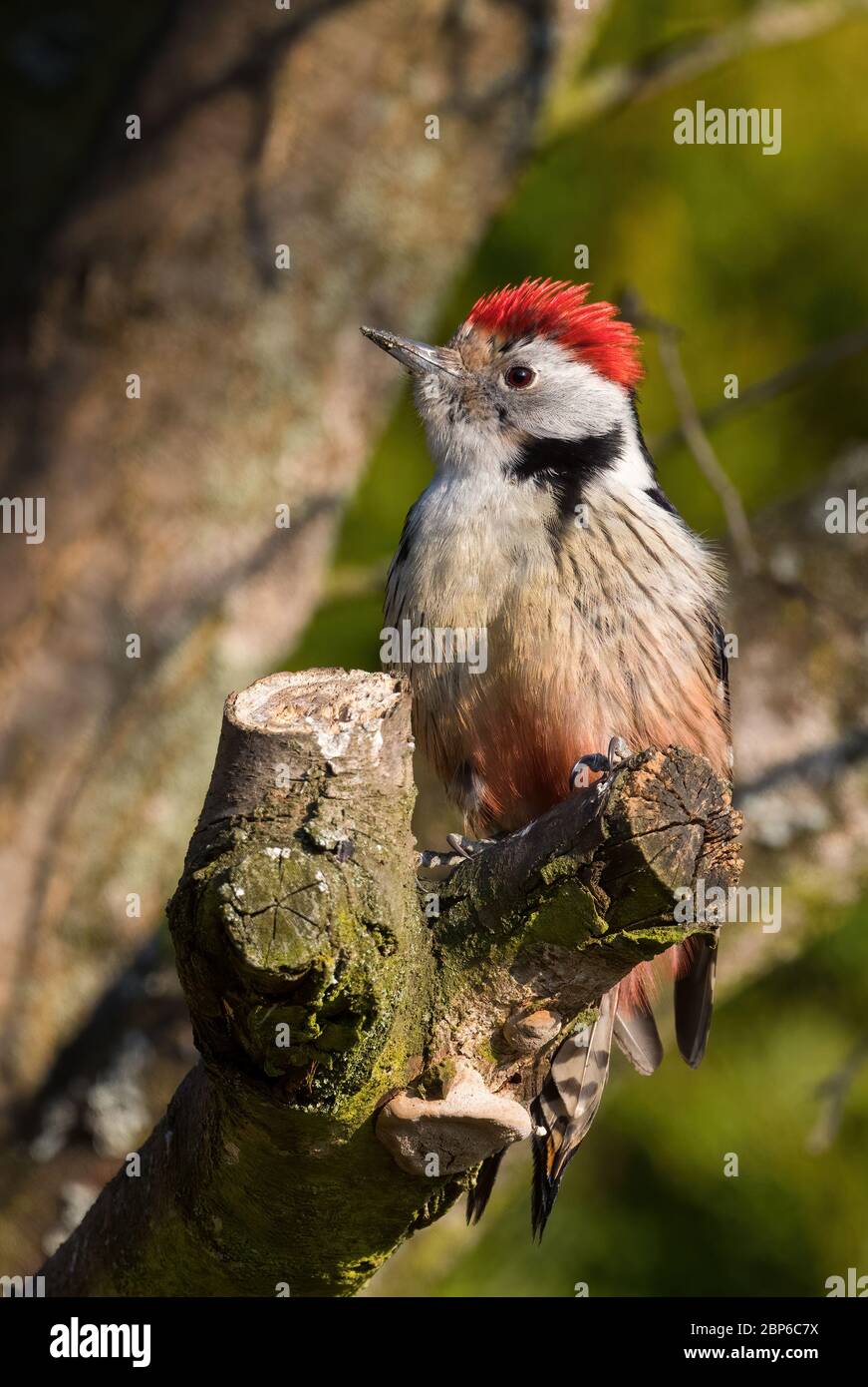 Picchio medio puntato - Leiopicus medius, splendido picchio raro proveniente da boschi e boschi europei, Zlin, Repubblica Ceca. Foto Stock