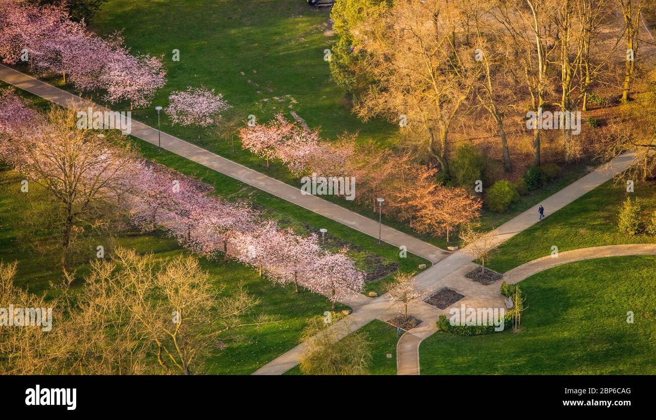 Vista aerea, viale dei fiori nel Herner Stadtgarten, Parkhotel Herne, Beete, Herne, Ruhr, Nord Reno-Westfalia, Germania Foto Stock
