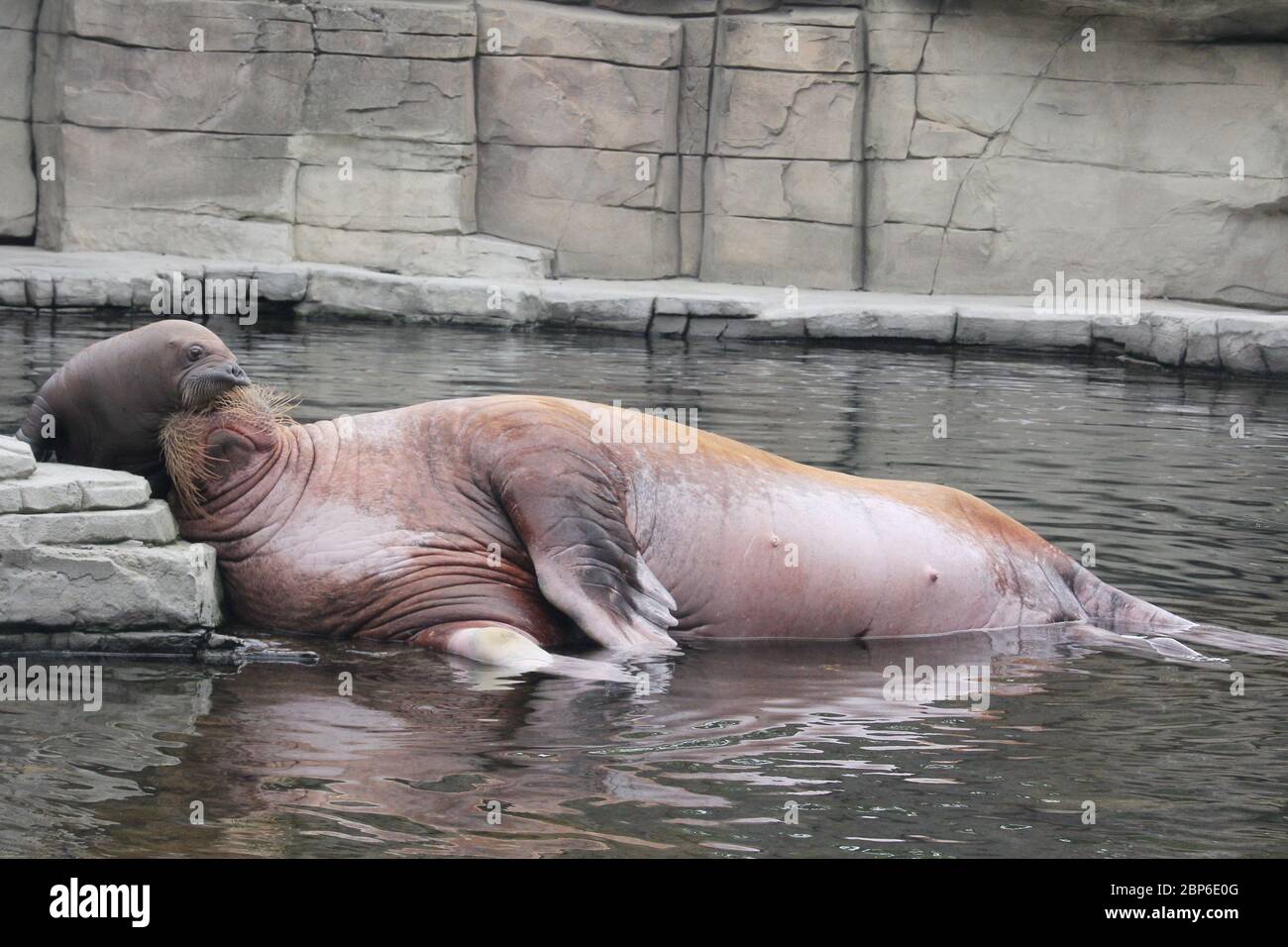 WalrosskKuh Polosa con il nome senza nome Jugen, Hagenbeck Zoo, maggio 2019 Foto Stock