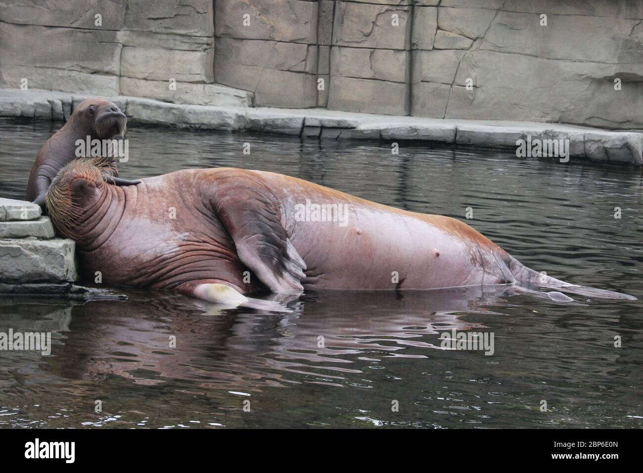 WalrosskKuh Polosa con il nome senza nome Jugen, Hagenbeck Zoo, maggio 2019 Foto Stock