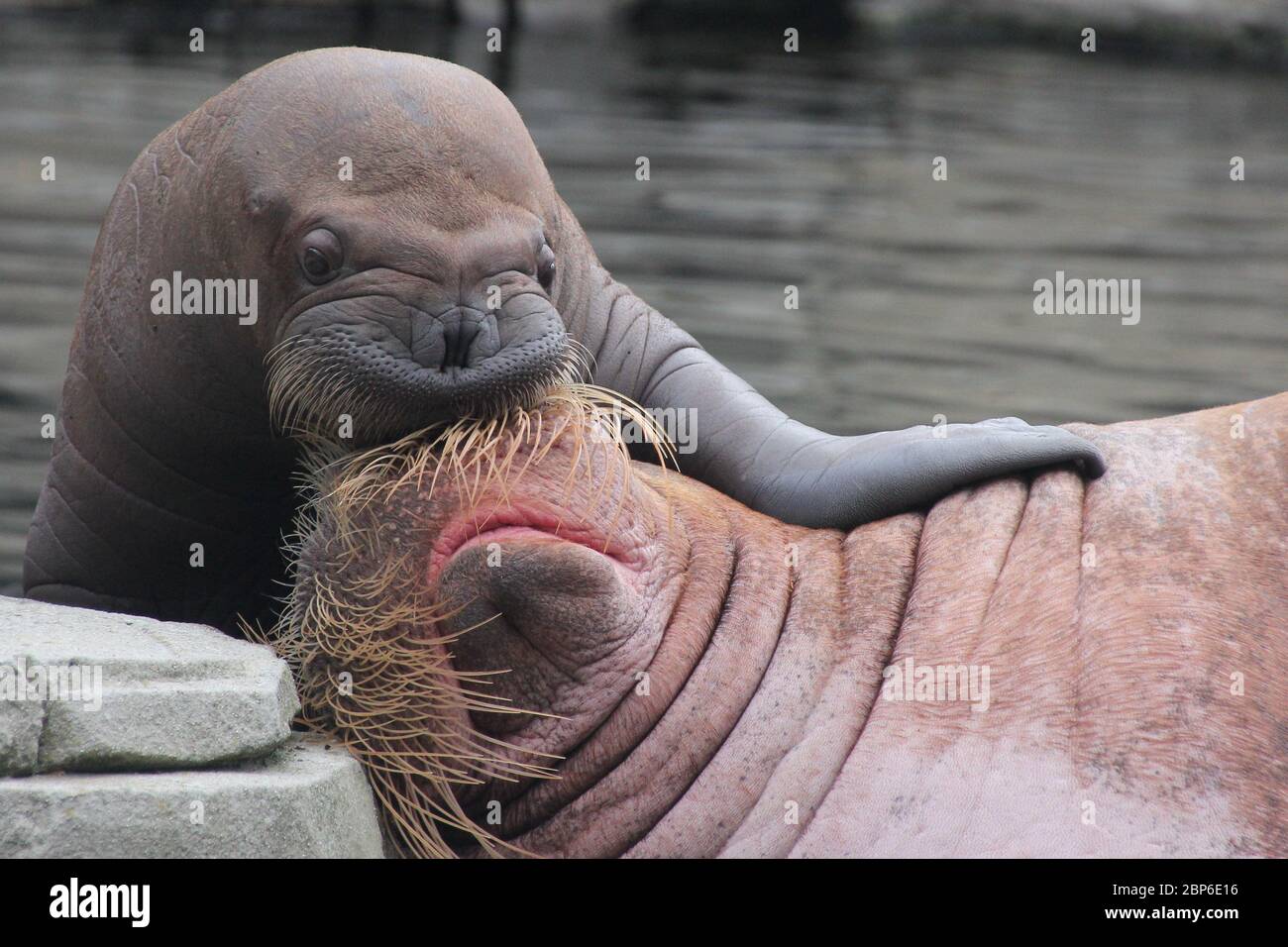 WalrosskKuh Polosa con il nome senza nome Jugen, Hagenbeck Zoo, maggio 2019 Foto Stock