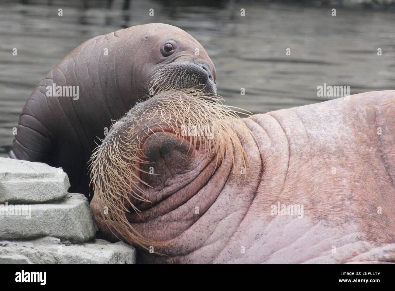 WalrosskKuh Polosa con il nome senza nome Jugen, Hagenbeck Zoo, maggio 2019 Foto Stock