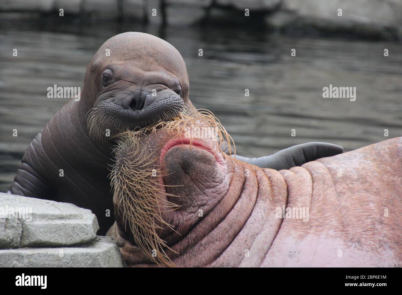 WalrosskKuh Polosa con il nome senza nome Jugen, Hagenbeck Zoo, maggio 2019 Foto Stock