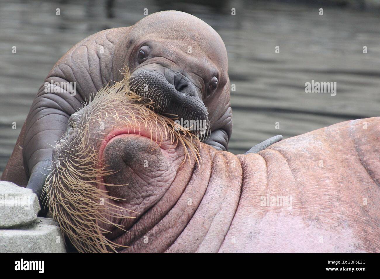 WalrosskKuh Polosa con il nome senza nome Jugen, Hagenbeck Zoo, maggio 2019 Foto Stock