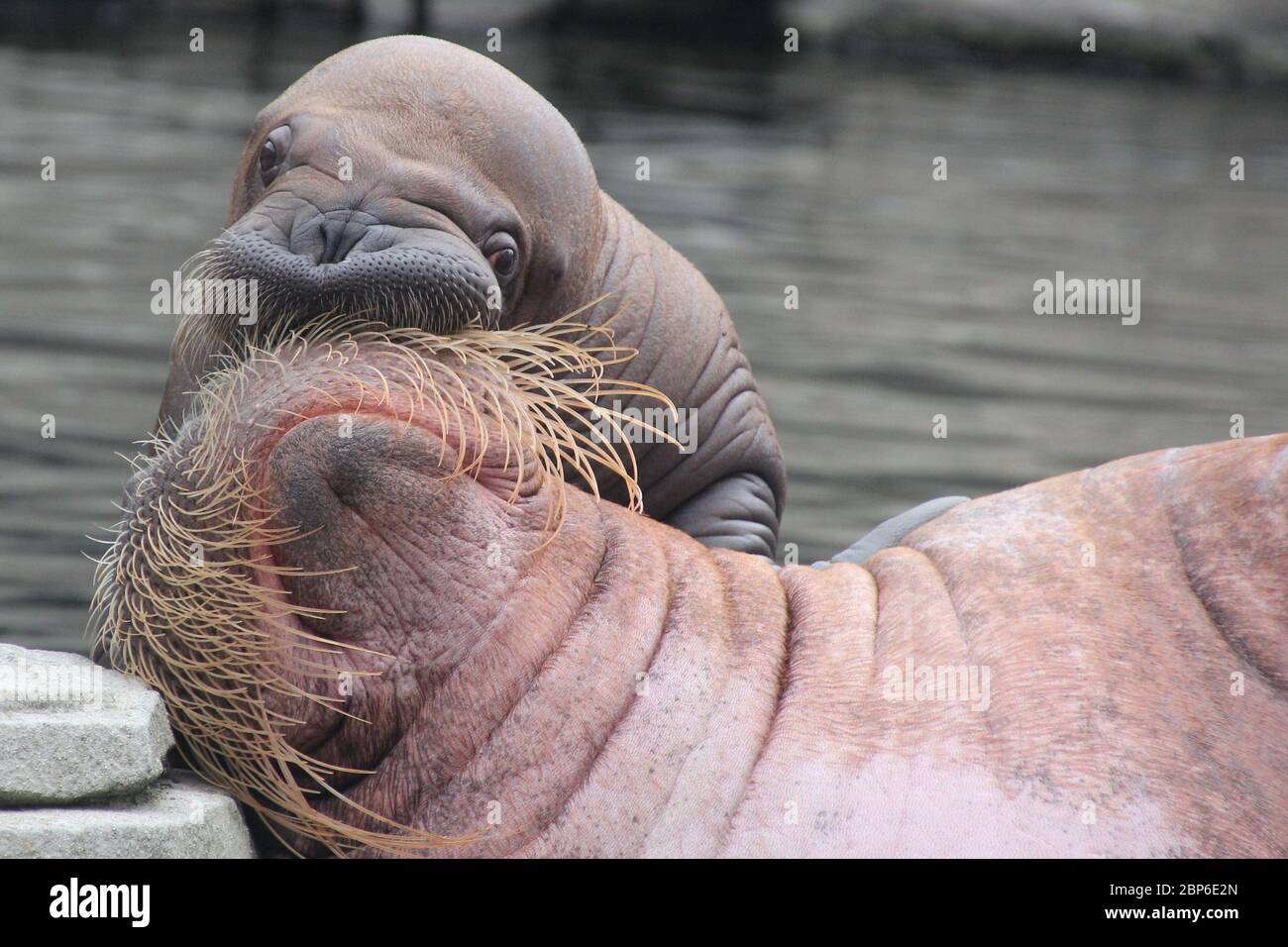 WalrosskKuh Polosa con il nome senza nome Jugen, Hagenbeck Zoo, maggio 2019 Foto Stock