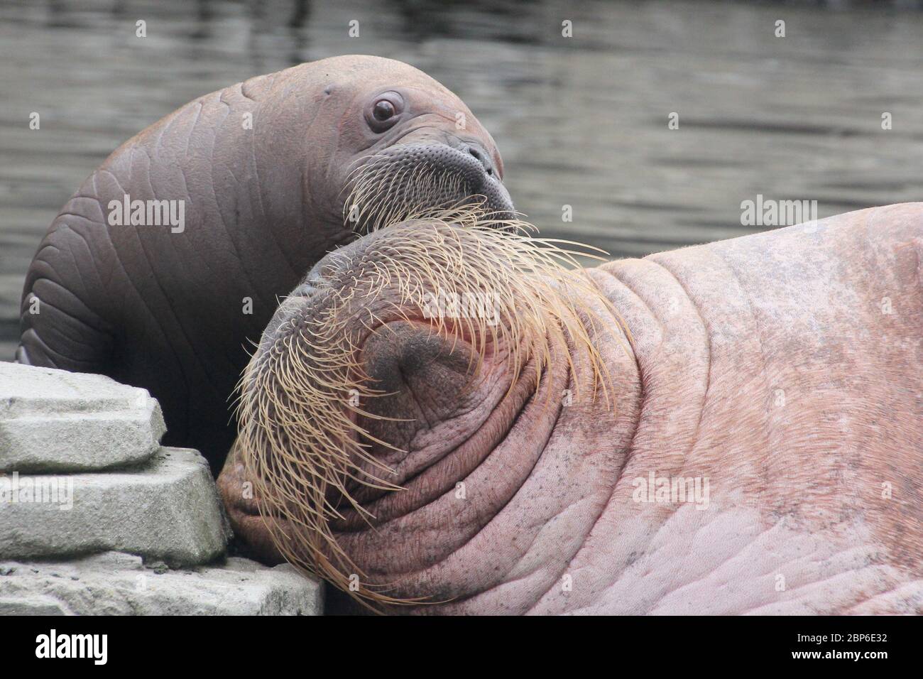 WalrosskKuh Polosa con il nome senza nome Jugen, Hagenbeck Zoo, maggio 2019 Foto Stock