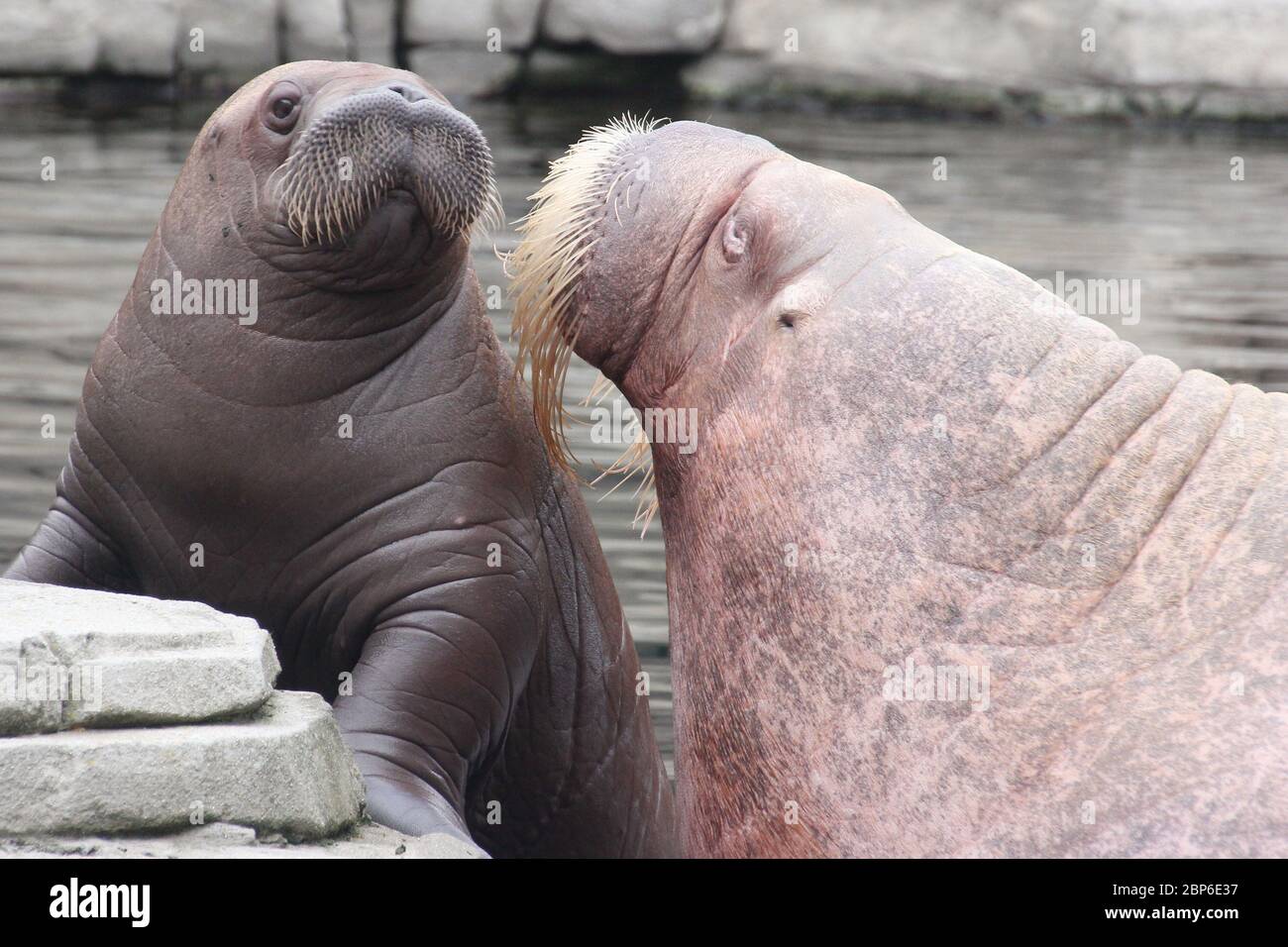 WalrosskKuh Polosa con il nome senza nome Jugen, Hagenbeck Zoo, maggio 2019 Foto Stock