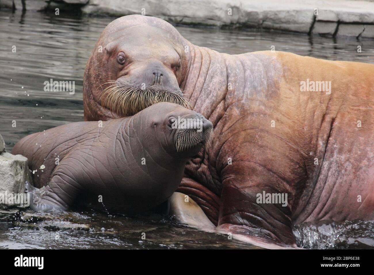 WalrosskKuh Polosa con il nome senza nome Jugen, Hagenbeck Zoo, maggio 2019 Foto Stock