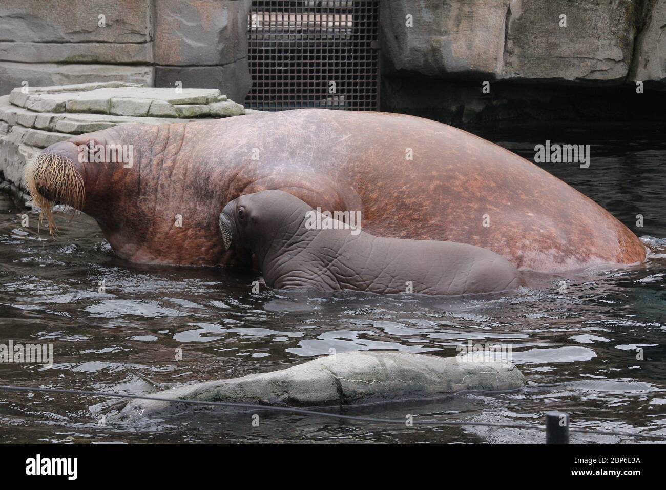WalrosskKuh Polosa con il nome senza nome Jugen, Hagenbeck Zoo, maggio 2019 Foto Stock