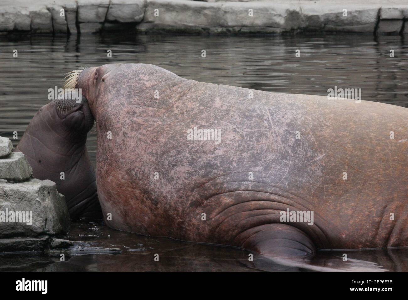WalrosskKuh Polosa con il nome senza nome Jugen, Hagenbeck Zoo, maggio 2019 Foto Stock
