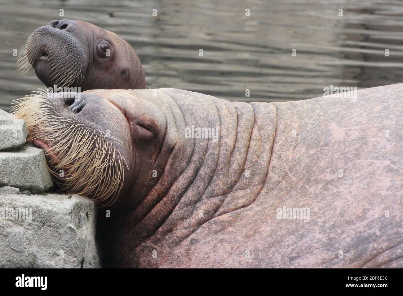 WalrosskKuh Polosa con il nome senza nome Jugen, Hagenbeck Zoo, maggio 2019 Foto Stock