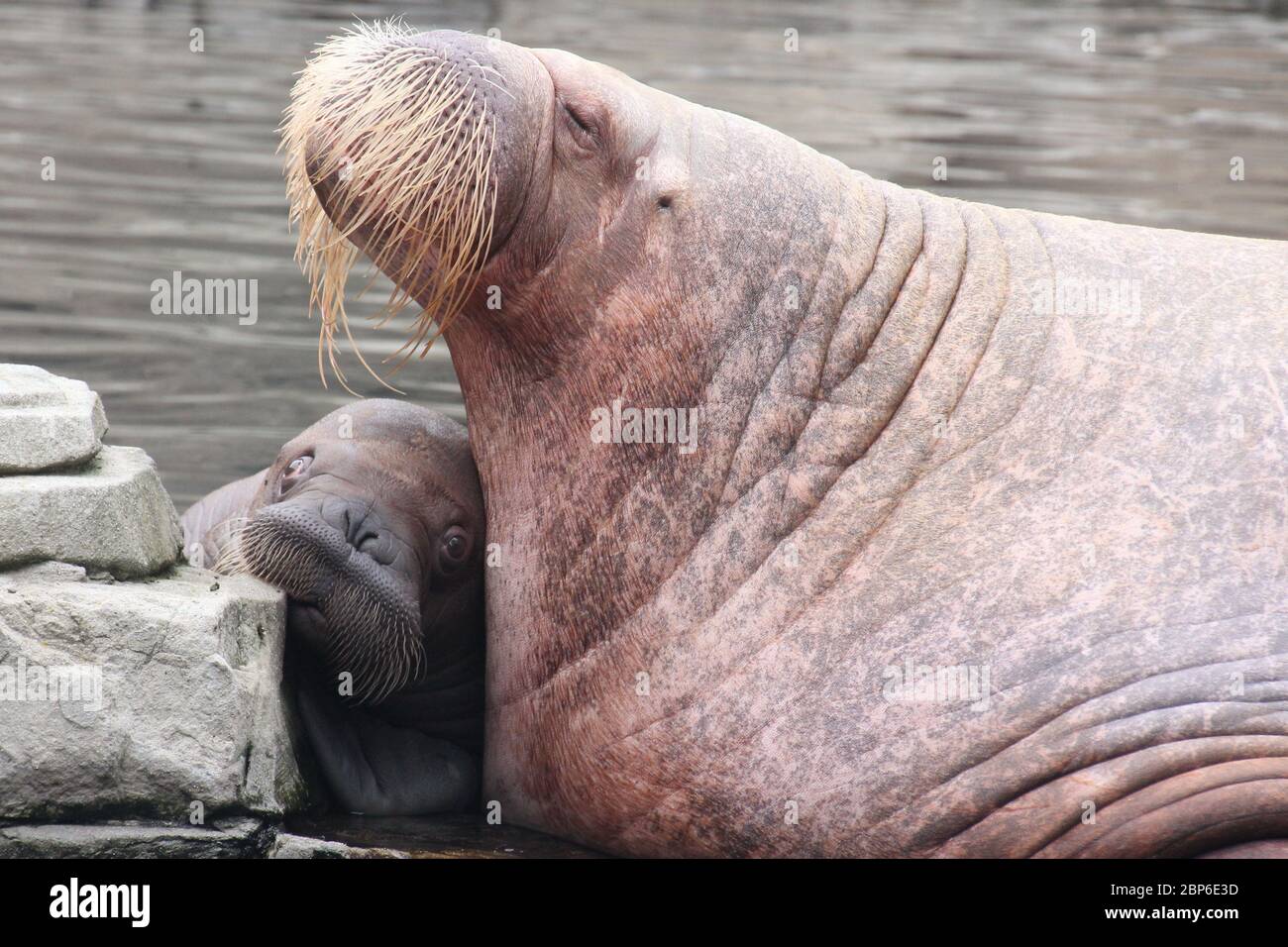WalrosskKuh Polosa con il nome senza nome Jugen, Hagenbeck Zoo, maggio 2019 Foto Stock