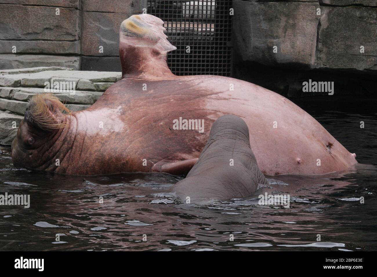 WalrosskKuh Polosa con il nome senza nome Jugen, Hagenbeck Zoo, maggio 2019 Foto Stock