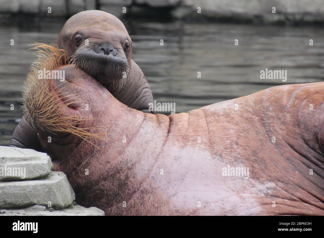 WalrosskKuh Polosa con il nome senza nome Jugen, Hagenbeck Zoo, maggio 2019 Foto Stock