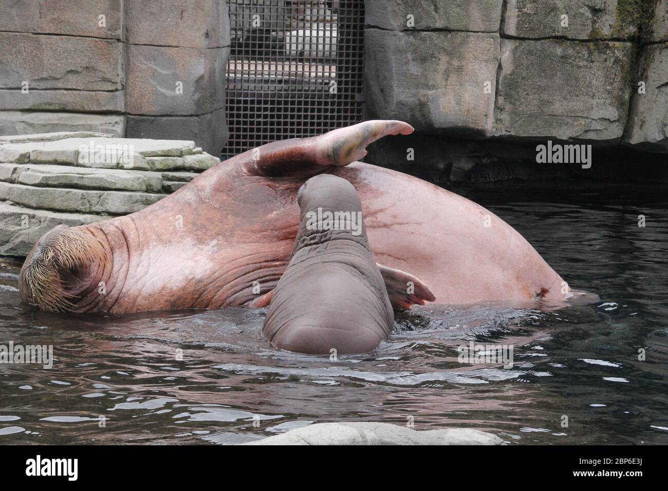 WalrosskKuh Polosa con il nome senza nome Jugen, Hagenbeck Zoo, maggio 2019 Foto Stock