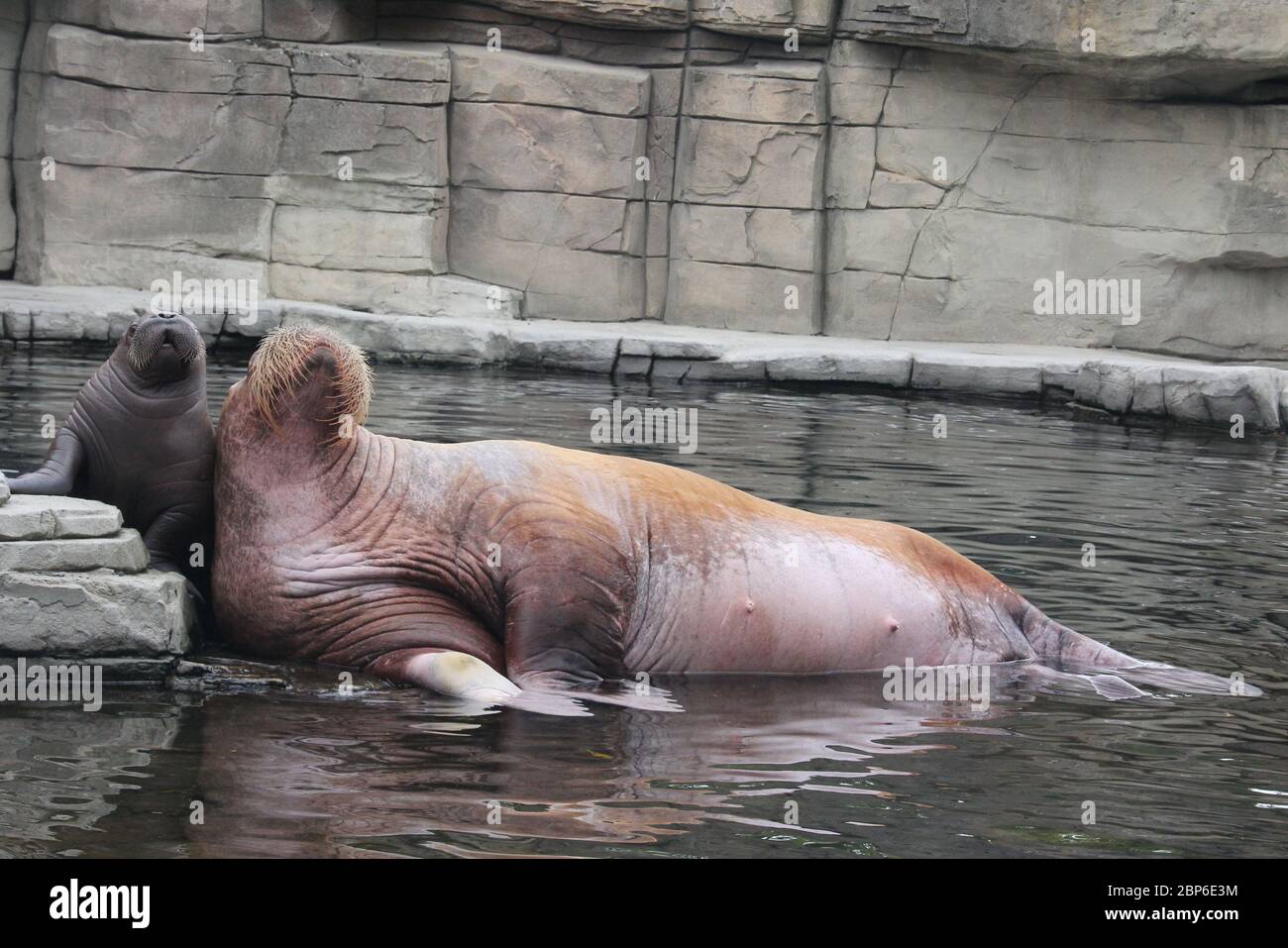 WalrosskKuh Polosa con il nome senza nome Jugen, Hagenbeck Zoo, maggio 2019 Foto Stock