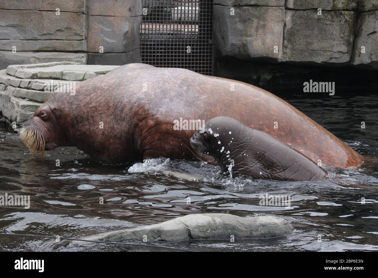 WalrosskKuh Polosa con il nome senza nome Jugen, Hagenbeck Zoo, maggio 2019 Foto Stock
