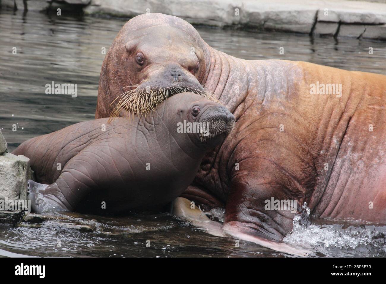 WalrosskKuh Polosa con il nome senza nome Jugen, Hagenbeck Zoo, maggio 2019 Foto Stock