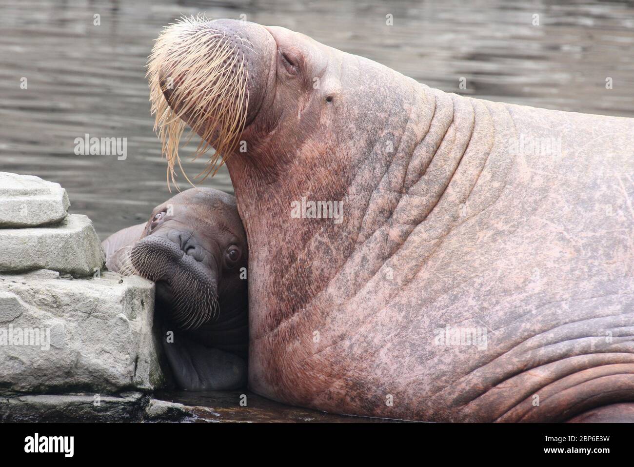 WalrosskKuh Polosa con il nome senza nome Jugen, Hagenbeck Zoo, maggio 2019 Foto Stock