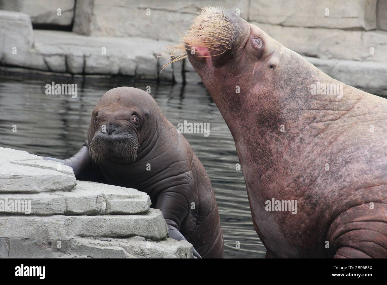 WalrosskKuh Polosa con il nome senza nome Jugen, Hagenbeck Zoo, maggio 2019 Foto Stock