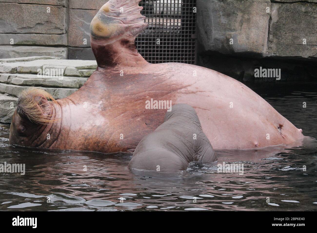 WalrosskKuh Polosa con il nome senza nome Jugen, Hagenbeck Zoo, maggio 2019 Foto Stock