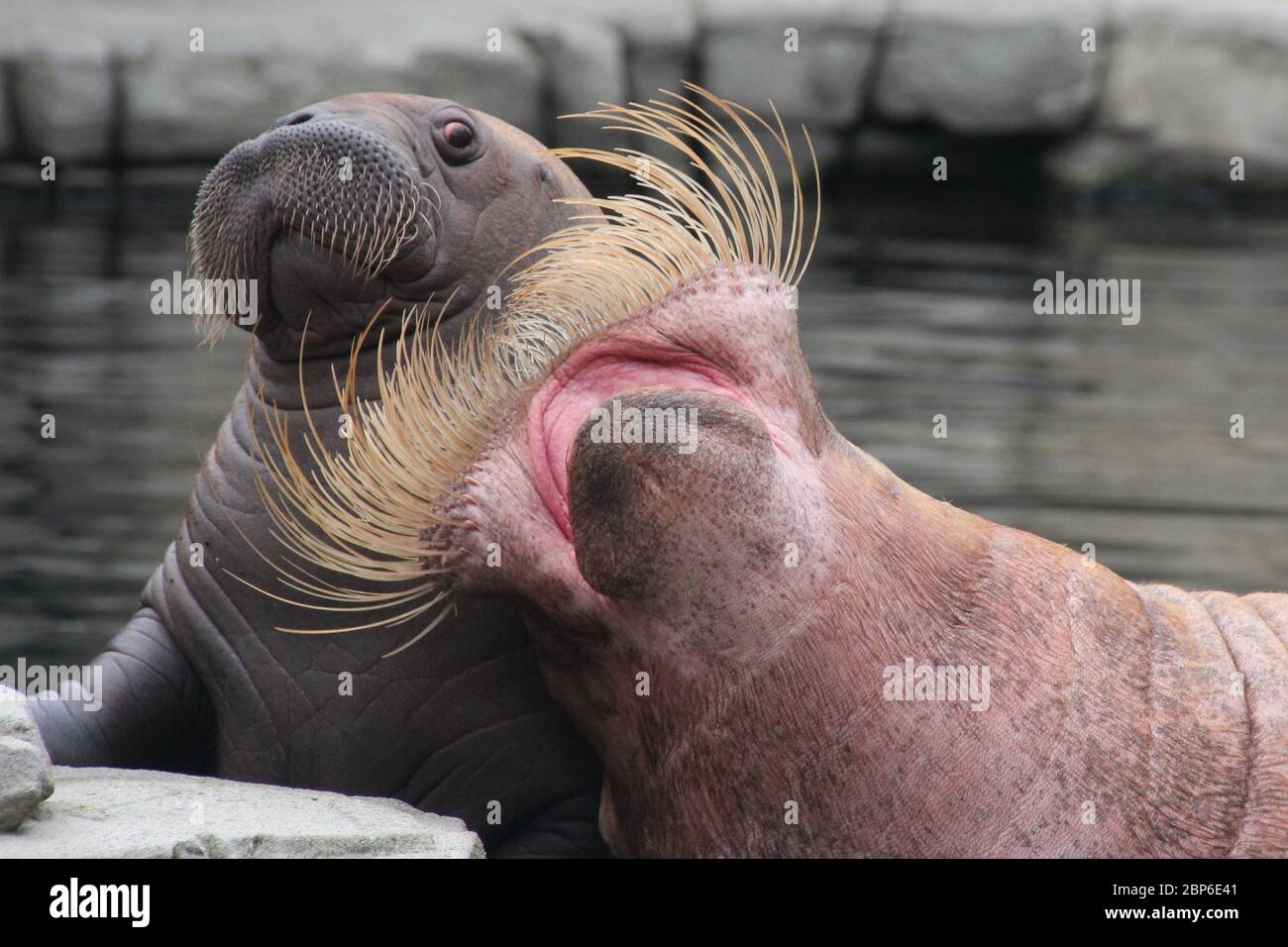 WalrosskKuh Polosa con il nome senza nome Jugen, Hagenbeck Zoo, maggio 2019 Foto Stock