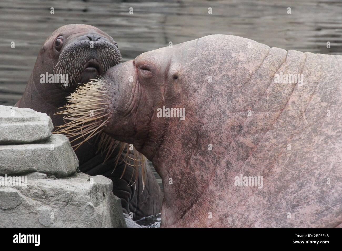 WalrosskKuh Polosa con il nome senza nome Jugen, Hagenbeck Zoo, maggio 2019 Foto Stock