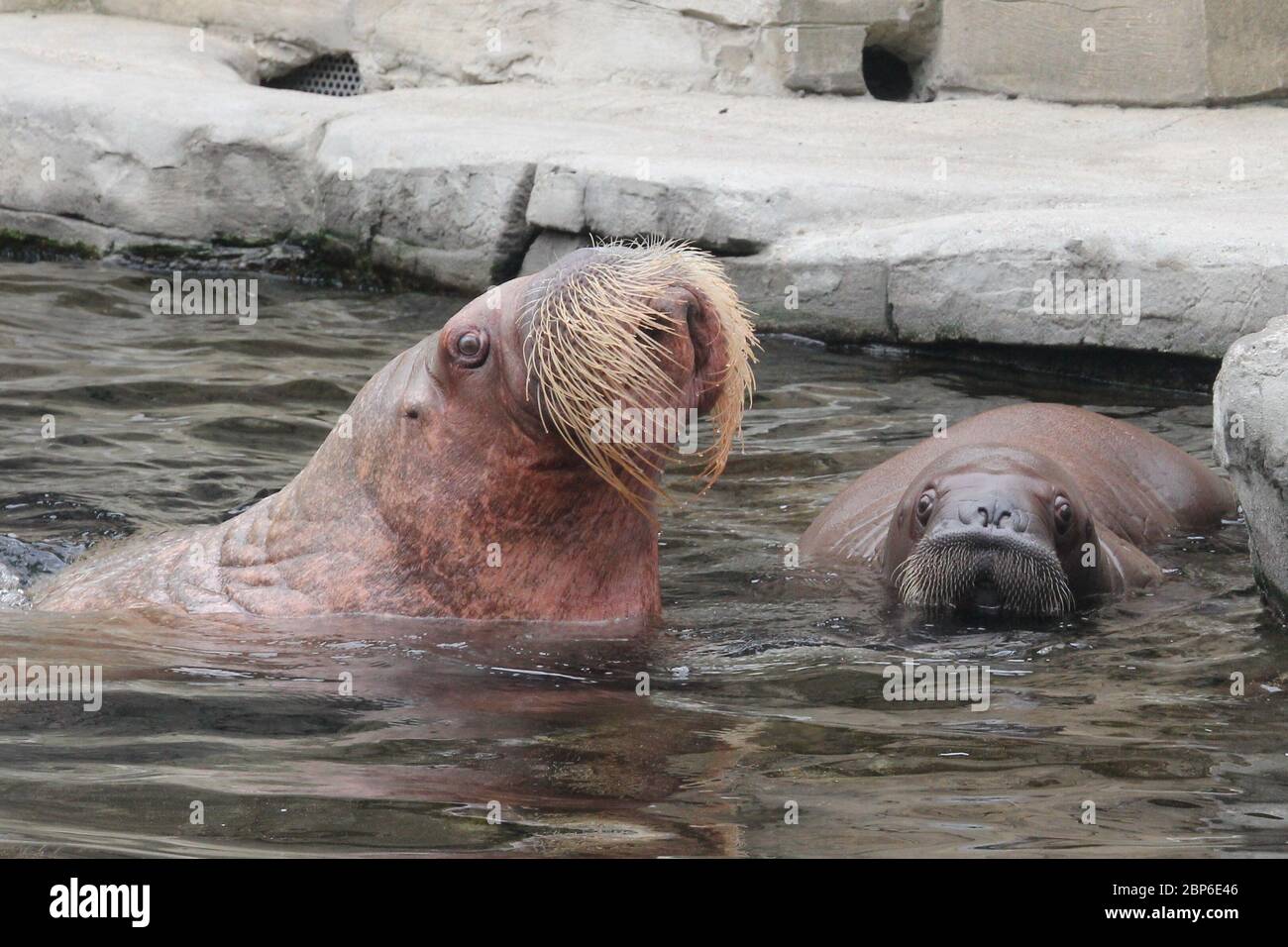 WalrosskKuh Polosa con il nome senza nome Jugen, Hagenbeck Zoo, maggio 2019 Foto Stock