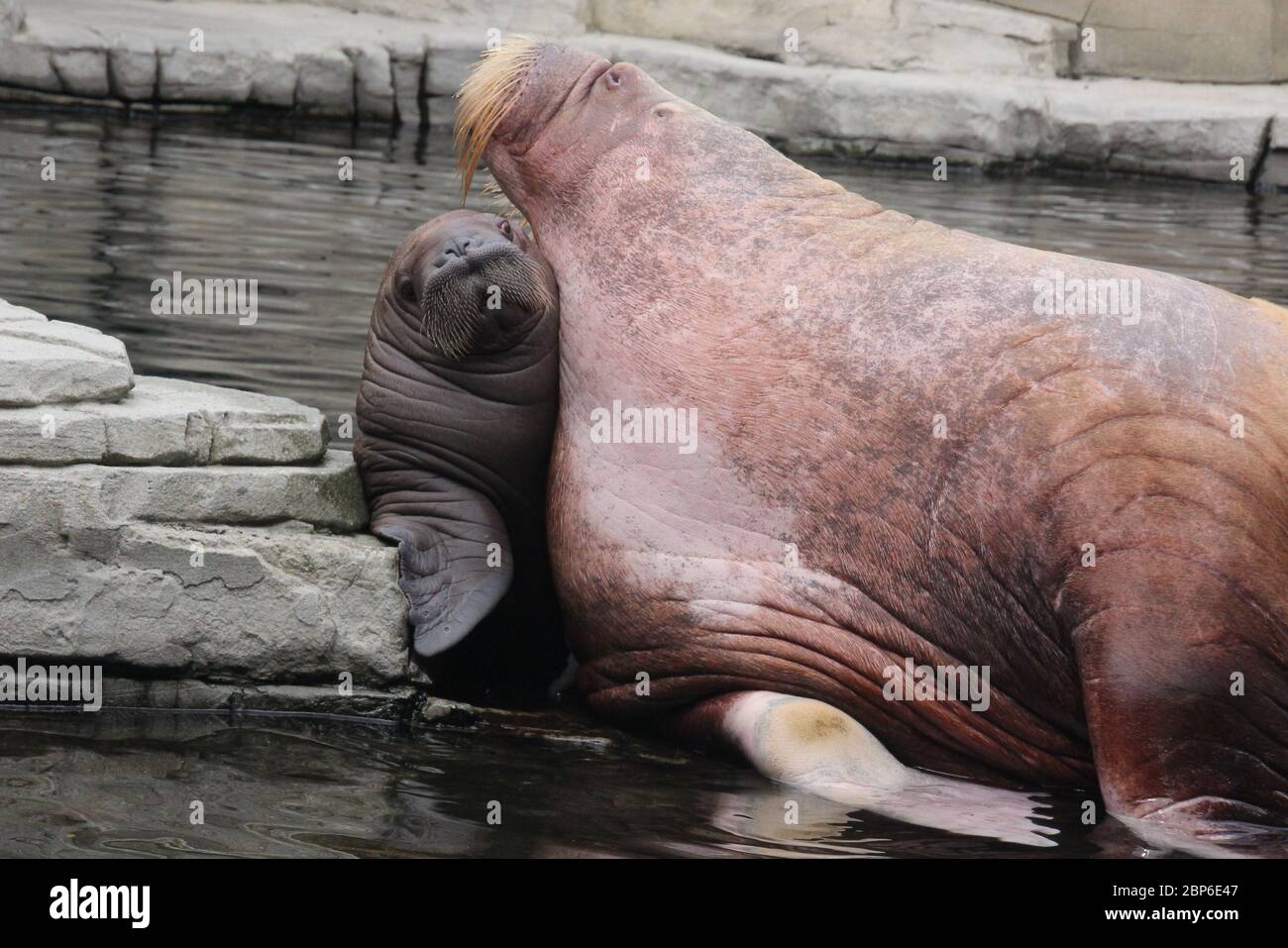 WalrosskKuh Polosa con il nome senza nome Jugen, Hagenbeck Zoo, maggio 2019 Foto Stock