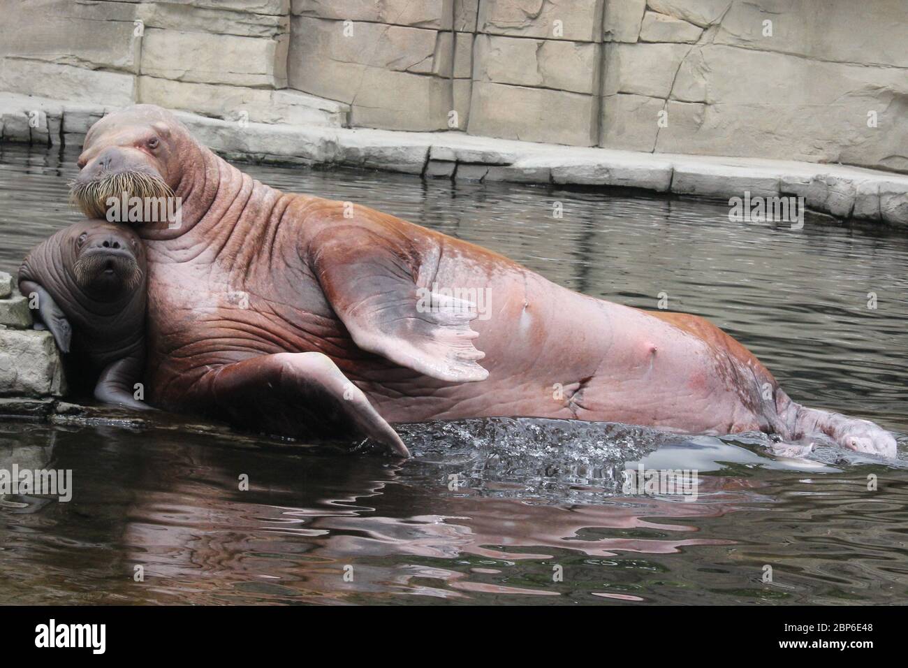 WalrosskKuh Polosa con il nome senza nome Jugen, Hagenbeck Zoo, maggio 2019 Foto Stock