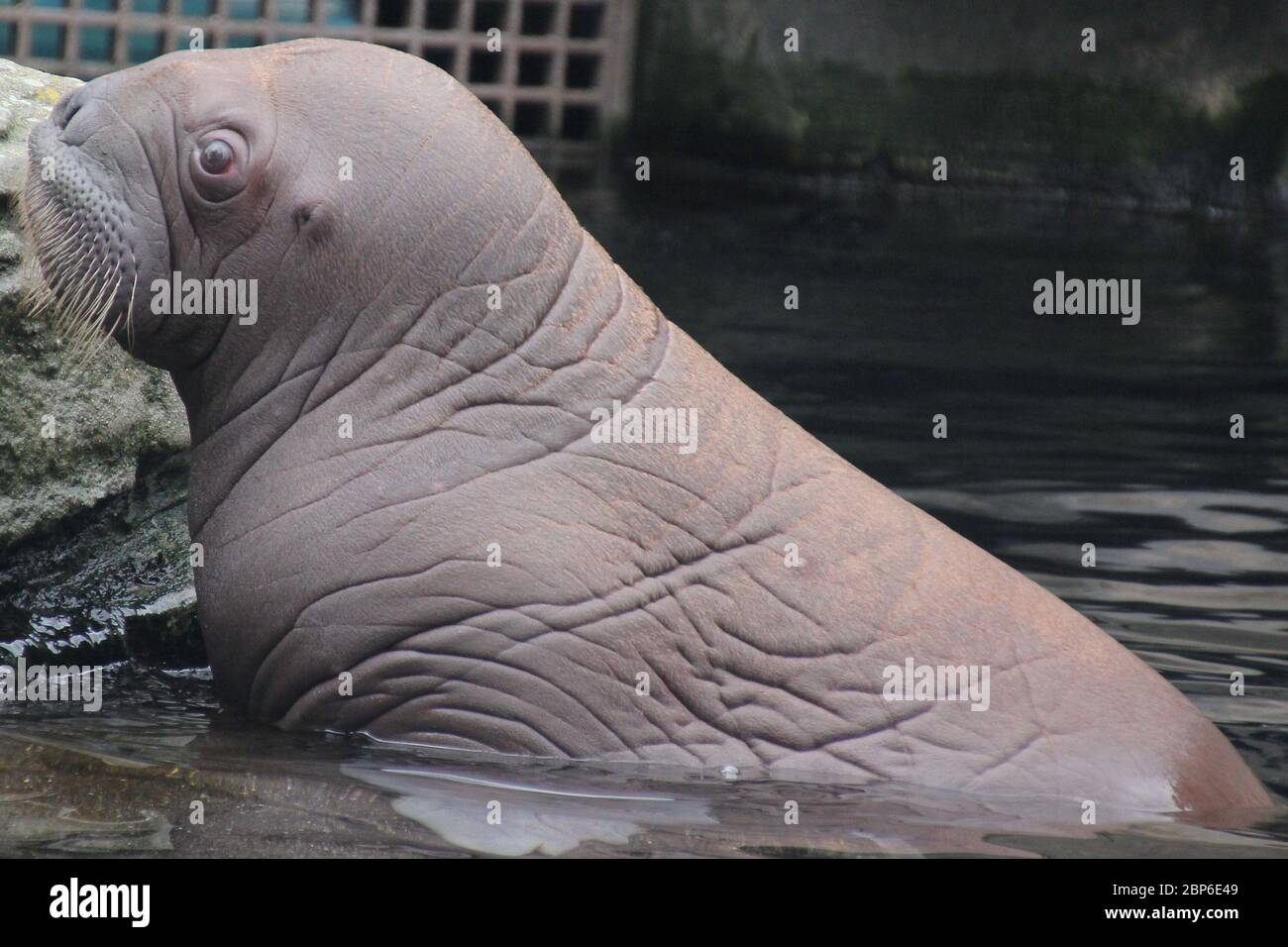 WalrosskKuh Polosa con il nome senza nome Jugen, Hagenbeck Zoo, maggio 2019 Foto Stock