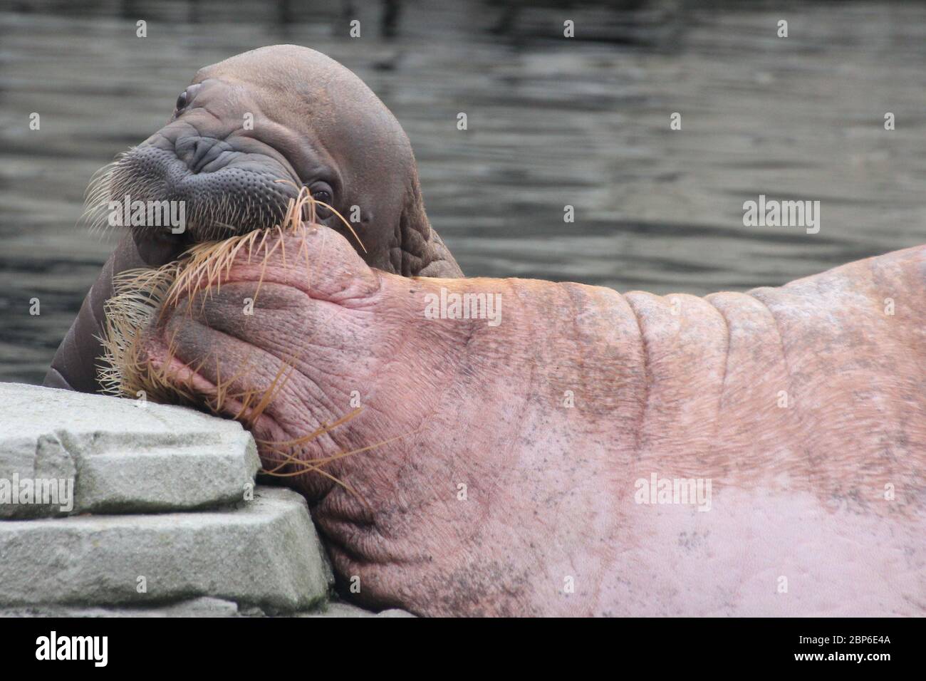 WalrosskKuh Polosa con il nome senza nome Jugen, Hagenbeck Zoo, maggio 2019 Foto Stock
