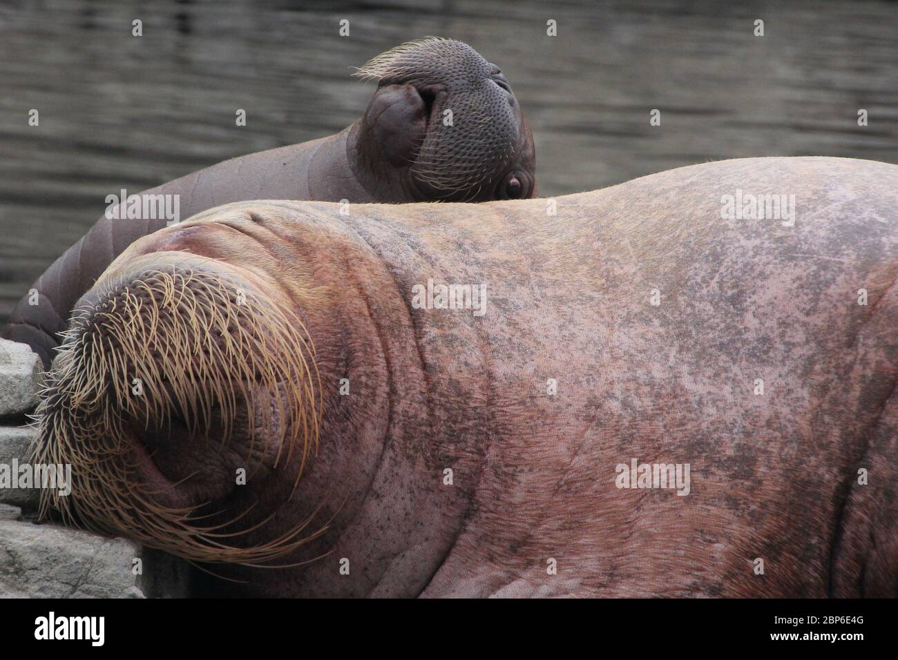 WalrosskKuh Polosa con il nome senza nome Jugen, Hagenbeck Zoo, maggio 2019 Foto Stock