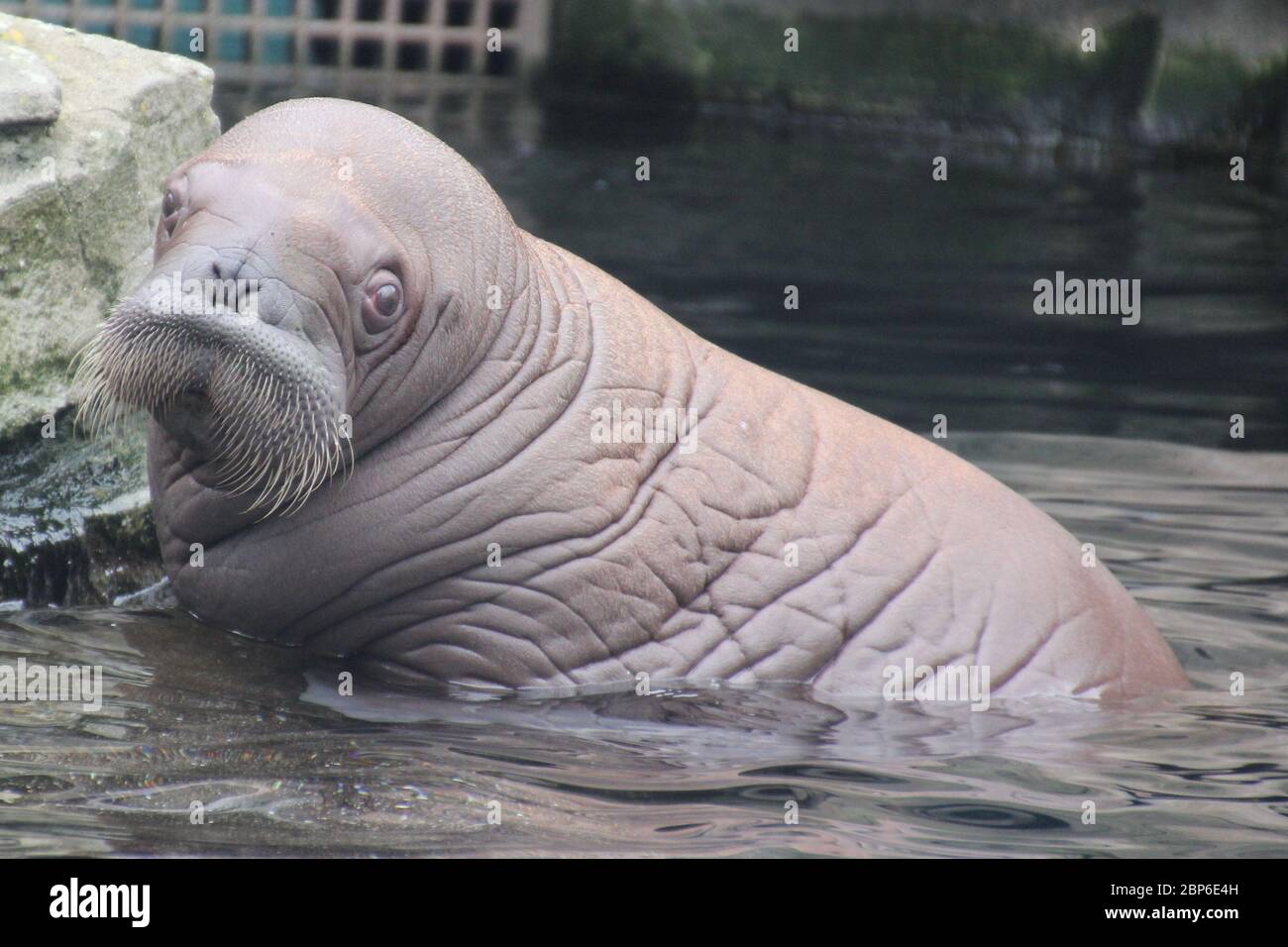 WalrosskKuh Polosa con il nome senza nome Jugen, Hagenbeck Zoo, maggio 2019 Foto Stock