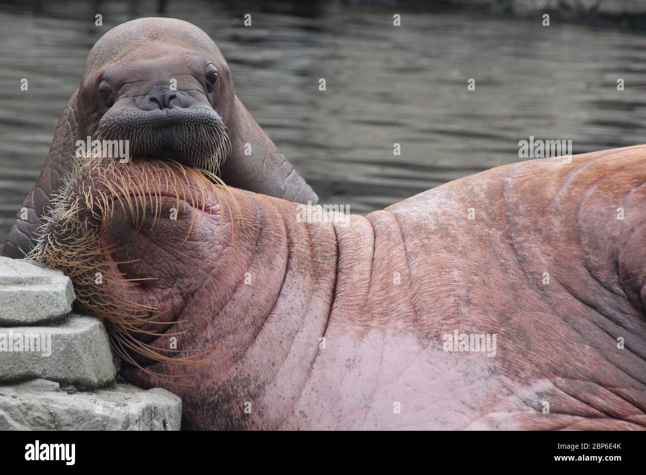 WalrosskKuh Polosa con il nome senza nome Jugen, Hagenbeck Zoo, maggio 2019 Foto Stock