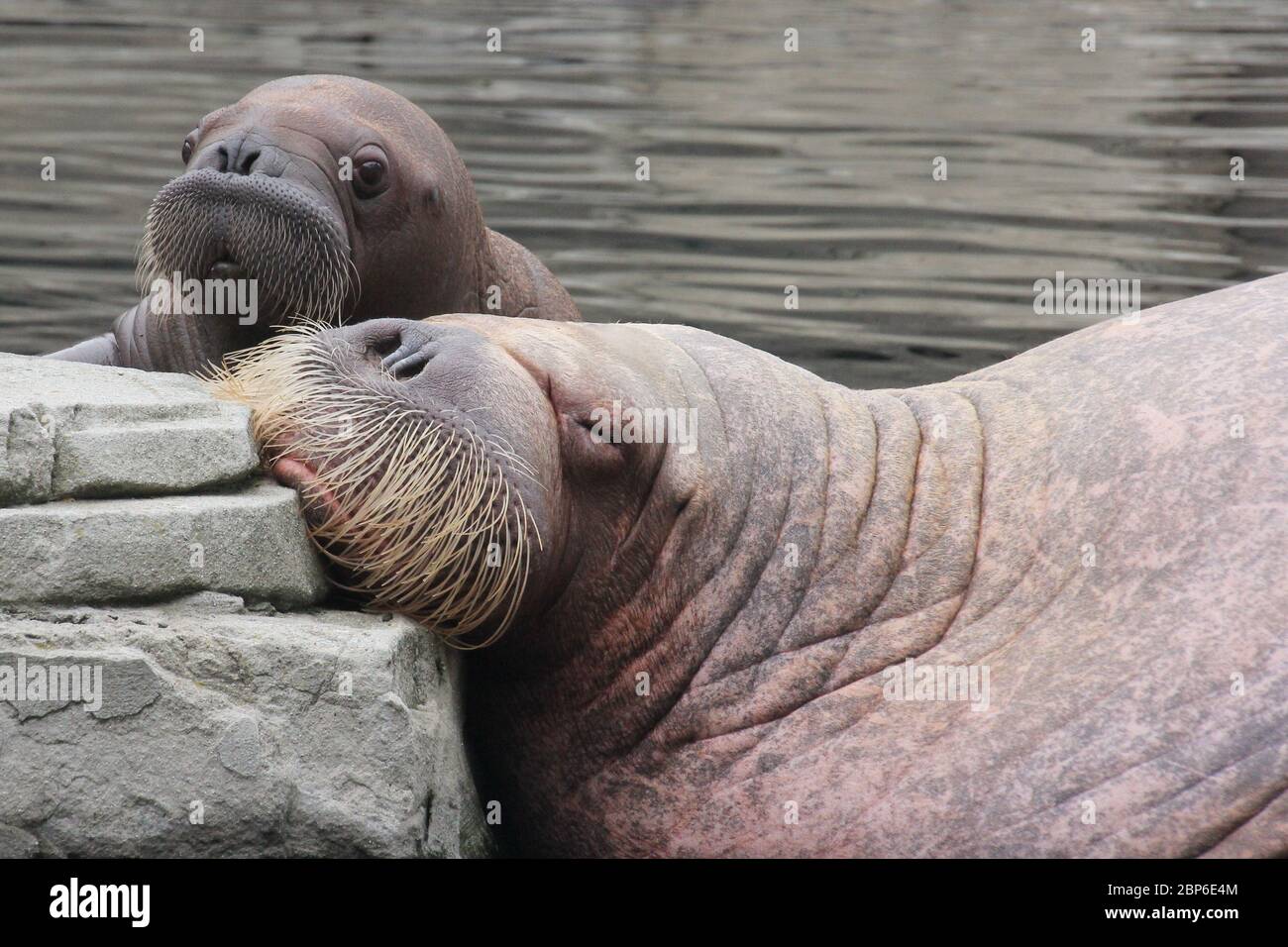 WalrosskKuh Polosa con il nome senza nome Jugen, Hagenbeck Zoo, maggio 2019 Foto Stock