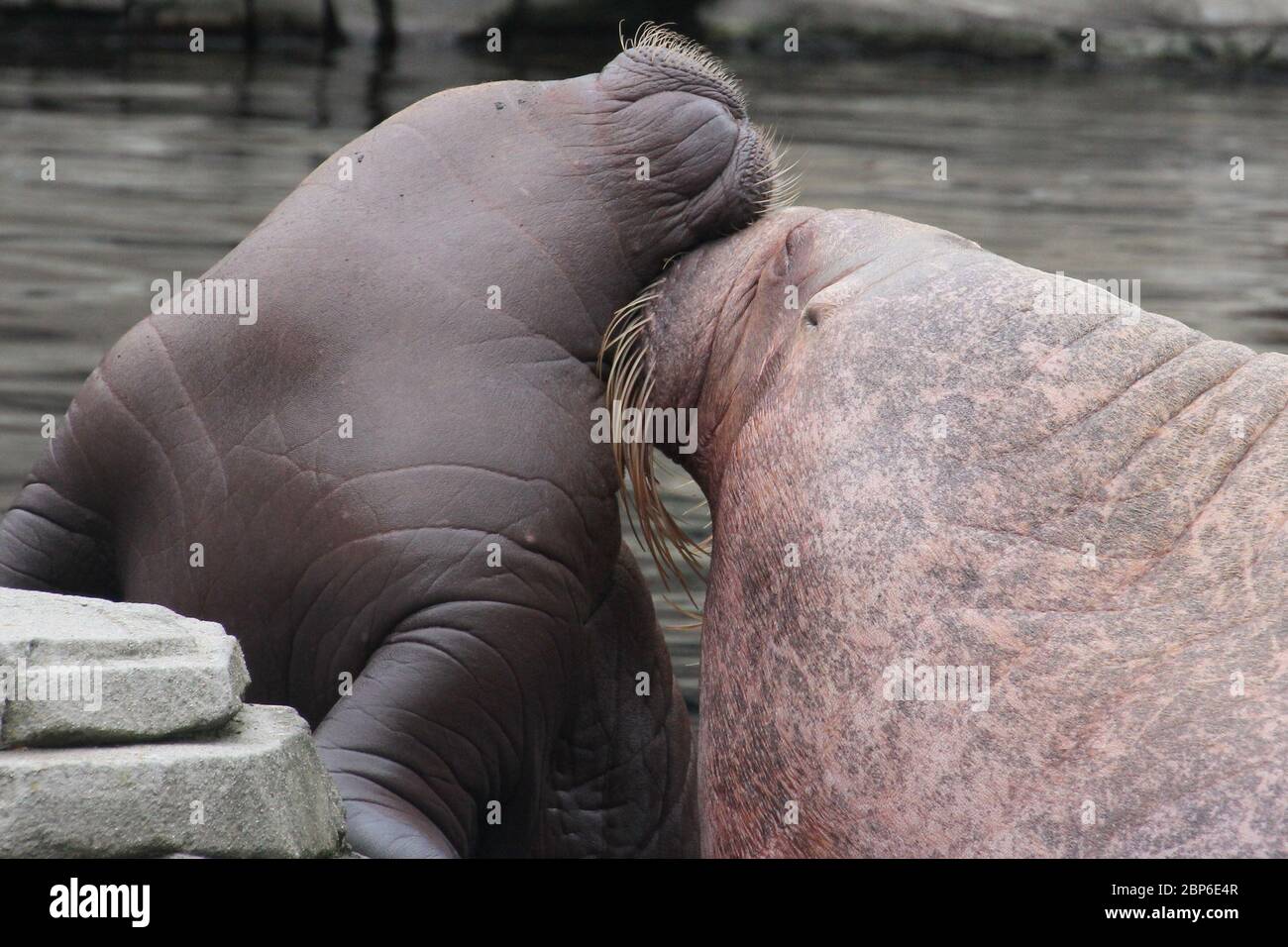 WalrosskKuh Polosa con il nome senza nome Jugen, Hagenbeck Zoo, maggio 2019 Foto Stock