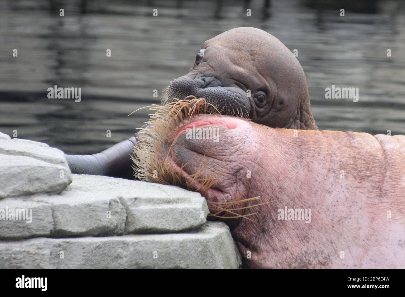 WalrosskKuh Polosa con il nome senza nome Jugen, Hagenbeck Zoo, maggio 2019 Foto Stock
