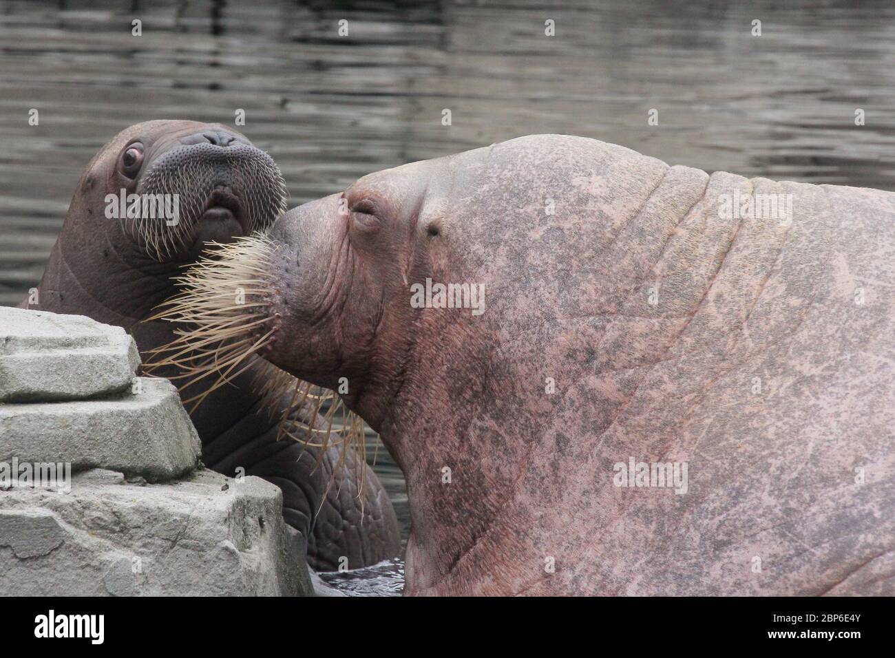 WalrosskKuh Polosa con il nome senza nome Jugen, Hagenbeck Zoo, maggio 2019 Foto Stock